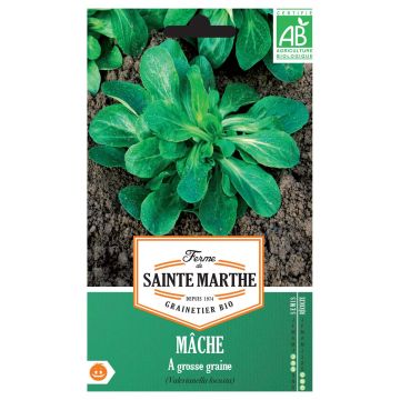 Canónigo Grosse Graine