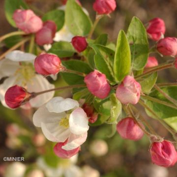 Manzano de flor Evereste