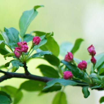 Malus toringo - Manzano de flor