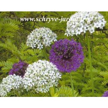 Allium multibulbosum - Ajo decorativo