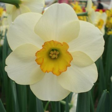 Narciso Ringtone