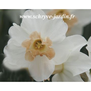 Narciso Louise de Coligny