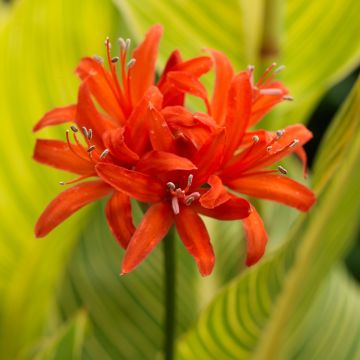 Nerine sarniensis Corusca