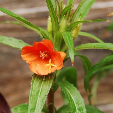 Oenothera versicolor - Onagra