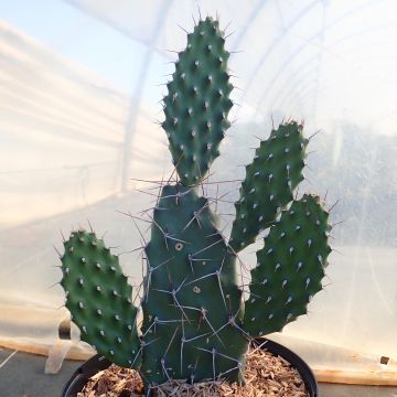 Opuntia sulfurea White