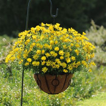 Osteospermum Voltage Yellow - Margarita del Cabo