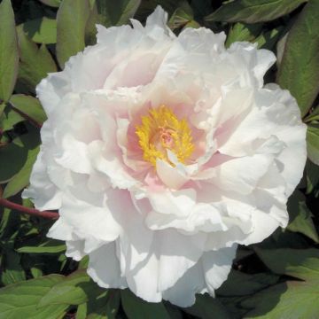 Peonía arbustiva White - Paeonia suffruticosa