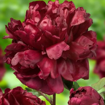 Peonia lactiflora Françoise Ortegat