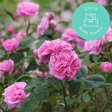 Cestas antibasura de Promesse de fleurs Especial para Rosales