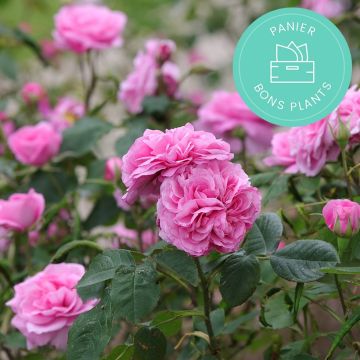 Cestas antibasura de Promesse de fleurs Especial para Rosales