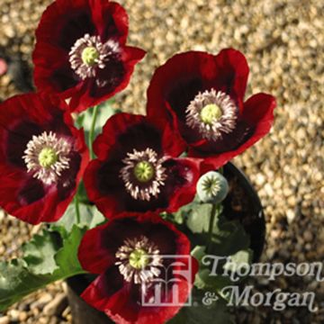 Adormidera Cherry Glow - Papaver somniferum