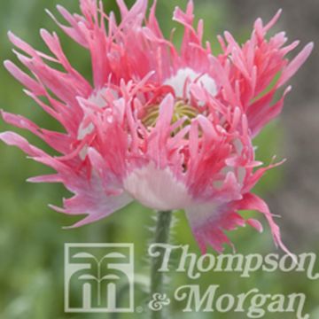 Adormidera Pink Fizz - Papaver somniferum