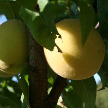 Melocotonero de viña blanca Bio