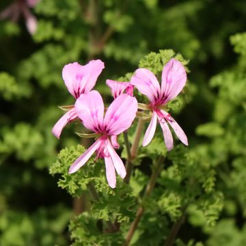 Geranio crispum Minor - Geranio limón
