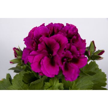 Geranio Burghi- Pelargonium