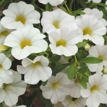 Calibrachoa hybrida Million Bells Trailing Ice