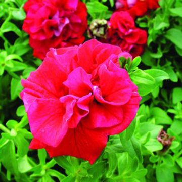Petunia Double Red - Surfinia