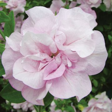 Petunia Conchita Doble Lavender - Surfinia
