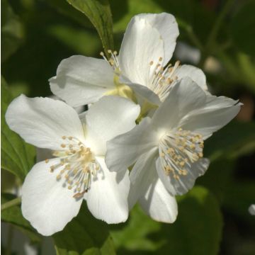 Philadelphus coronarius - Celinda