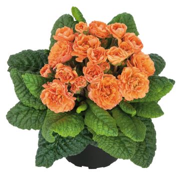Primula vulgaris Belarina Sweet Apricot