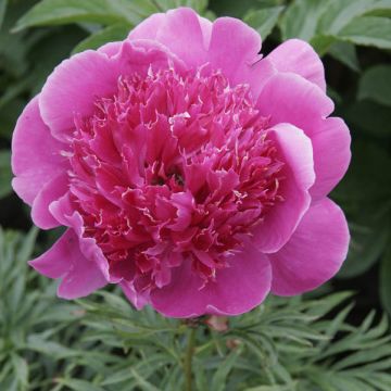 Peonia lactiflora Break O Day