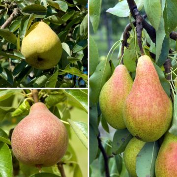 Pyrus communis Trio Mix - Peral Pyrus communis Trio Mix - Peral