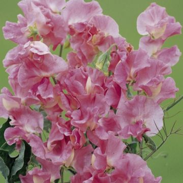 Guisante de olor Mrs. R. Bolton - Lathyrus odoratus