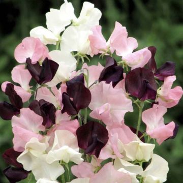 Guisante de olor Star-Crossed Lovers - Lathyrus odoratus