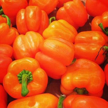 Pimiento Oreny F1