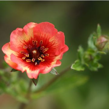 Potentilla nepalensis Miss Willmot