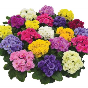 Primula vulgaris Rubens Mix