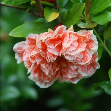 Punica granatum California Sunset - Granado