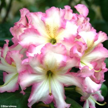 Rododendro Melrose Flash - Rododendro en macetas de 4L./5L.