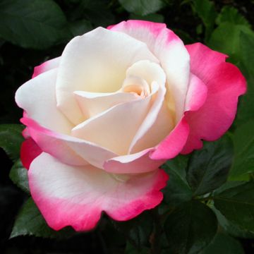 Rosal Nostalgie (Rosal de pie alto)