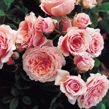 Rosal GeneRosa William Christie