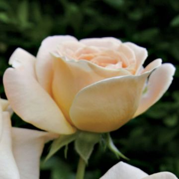 Rosal Amber Abondance