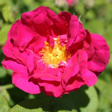 Rosal gallica Officinalis Bio - Rosal de Castilla