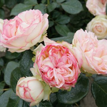 Rosal Biedermeier