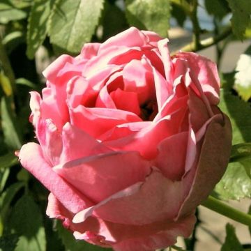 Rosal Coral Dawn - Rosal trepador