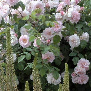 Rosal Cornelia