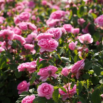 Rosal David Austin Gertrude Jekyll (Rosal de pie alto)