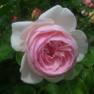 Rosal Heritage