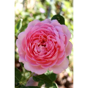 Rosal Jubilee Celebration