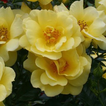 Rosal Suneva