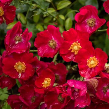 Rosa Vesuvia