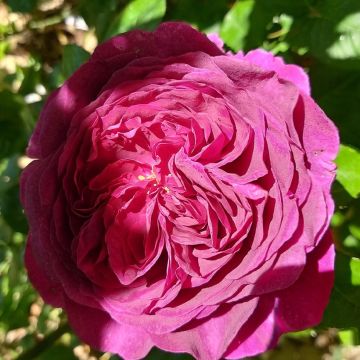 Rosal Purple Voluptia