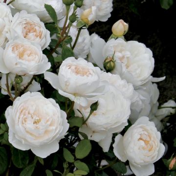 Rosal Glamis Castle