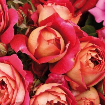 Rosal GeneRosa Reine Sammut