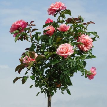 Rosal Botticelli (Rosal de pie alto)