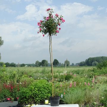 Rosal Magic Meillandecor (Rosal de pie alto)